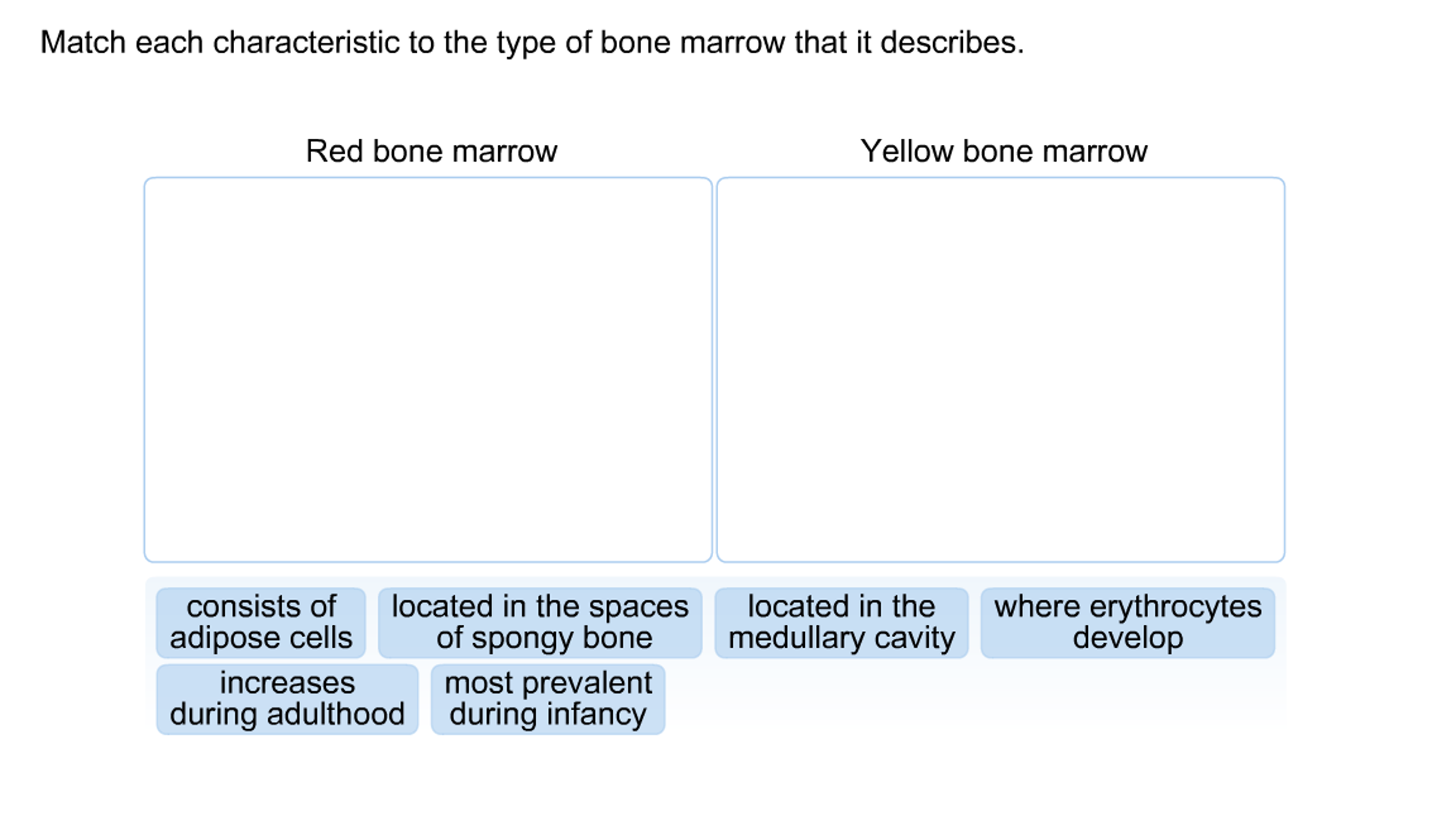 Solved Match each characteristic to the type of bone marrow
