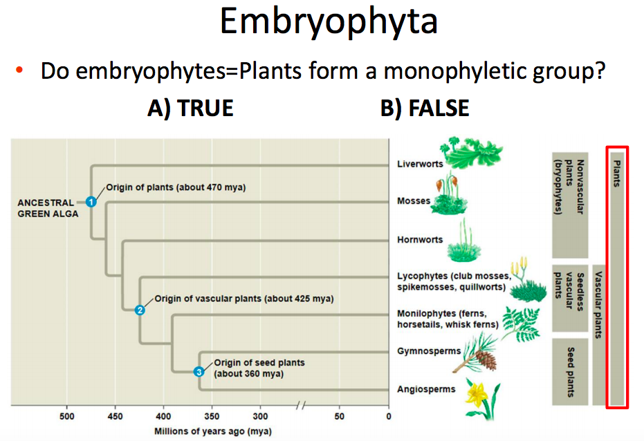 Solved Embryophyta Do embryophytes Plants form a