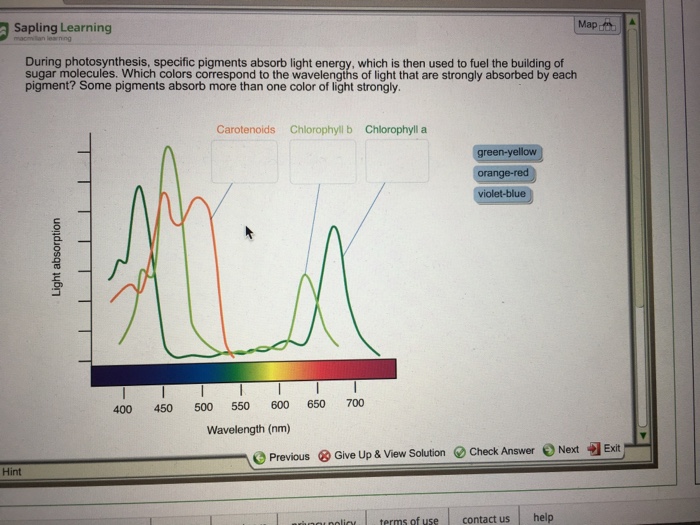 Solved During photosynthesis, specific pigments absorb light