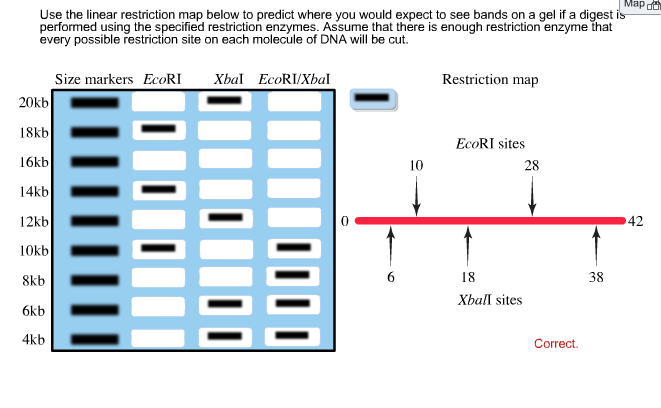 addgene-plasmid-cloning-by-restriction-enzyme-digest-with-protocols