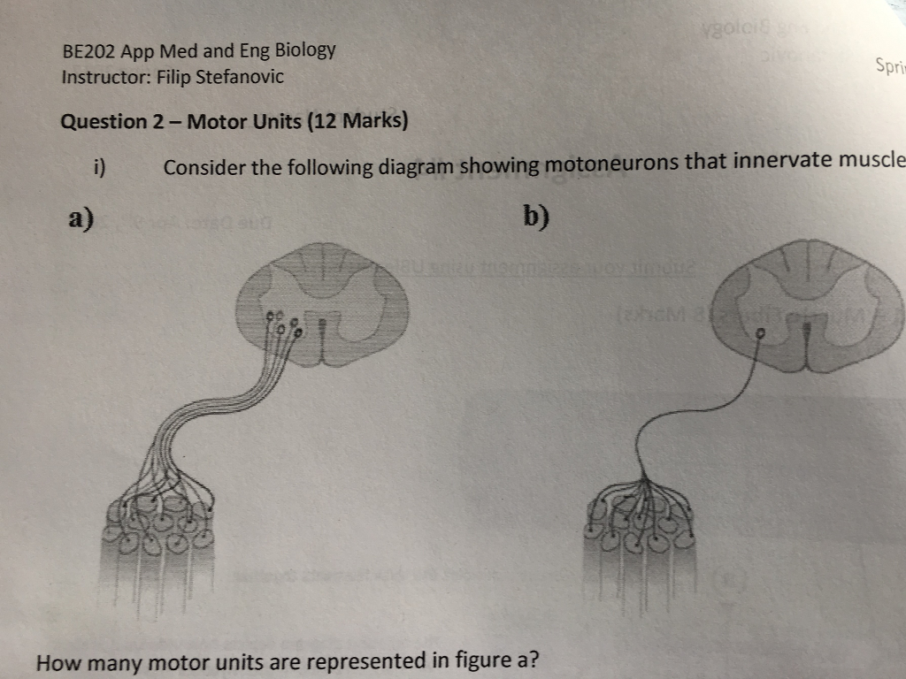 solved-1-how-many-motor-units-are-represented-in-figure-a-chegg