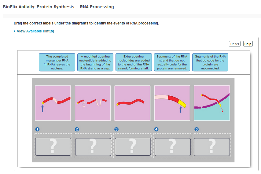 Solved BioFlix Activity: Protein Synthesis -RNA Processing | Chegg.com