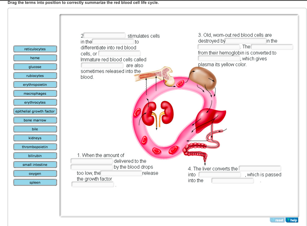 Red Blood Cell Erythrocytes Life Cycle And Circulatio - vrogue.co