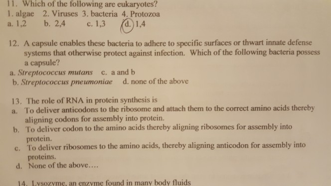 Solved 11. Which of the following are eukaryotes? 1. algae | Chegg.com