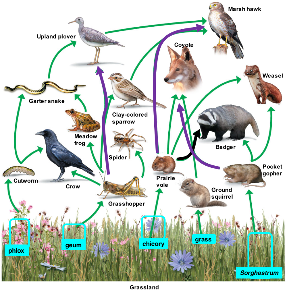 Solved Marsh hawk Upland plover Coyote Weasel Garter snake | Chegg.com