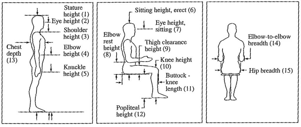 Solved Stature height (1) Shoulder height (3) Elbow | Chegg.com