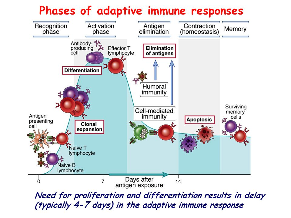 Solved Phases Of Adaptive Immune Responses Contraction | Chegg.com