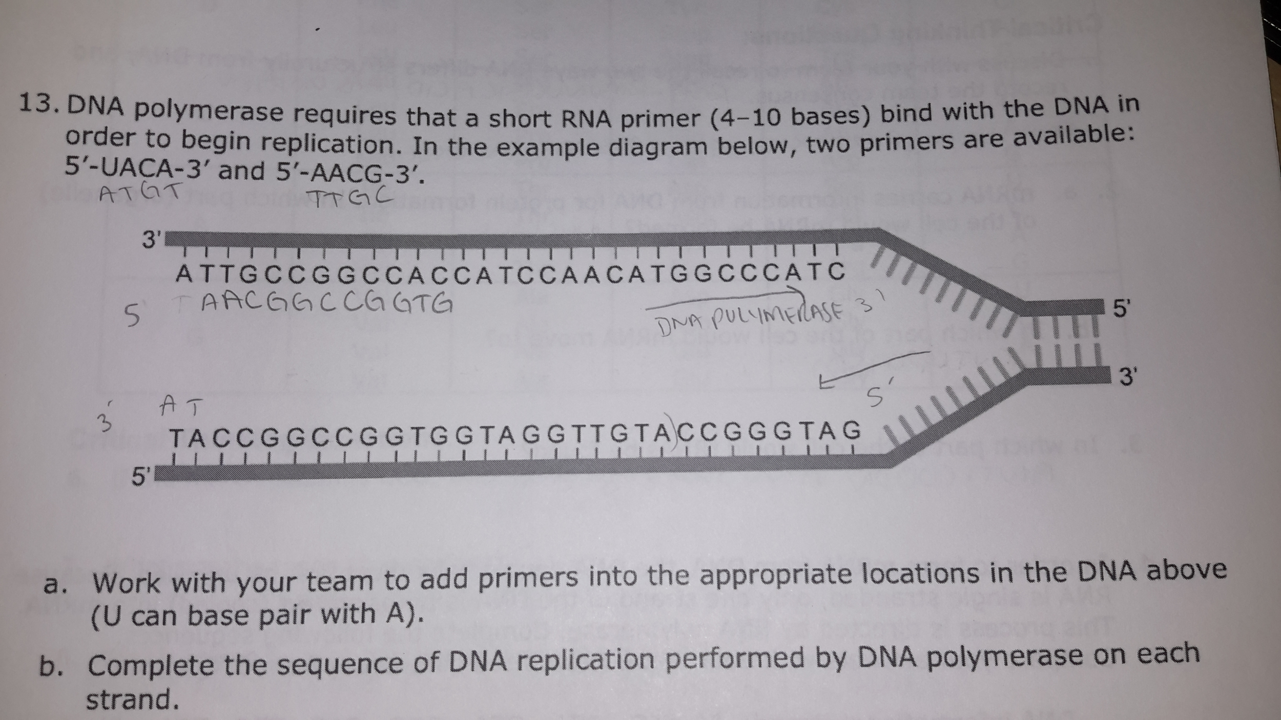 Solved DNA polymerase requires that a short RNA primer (410