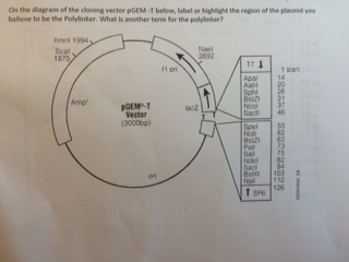 Solved On the diagram of the cloning vector pGEM T below, | Chegg.com