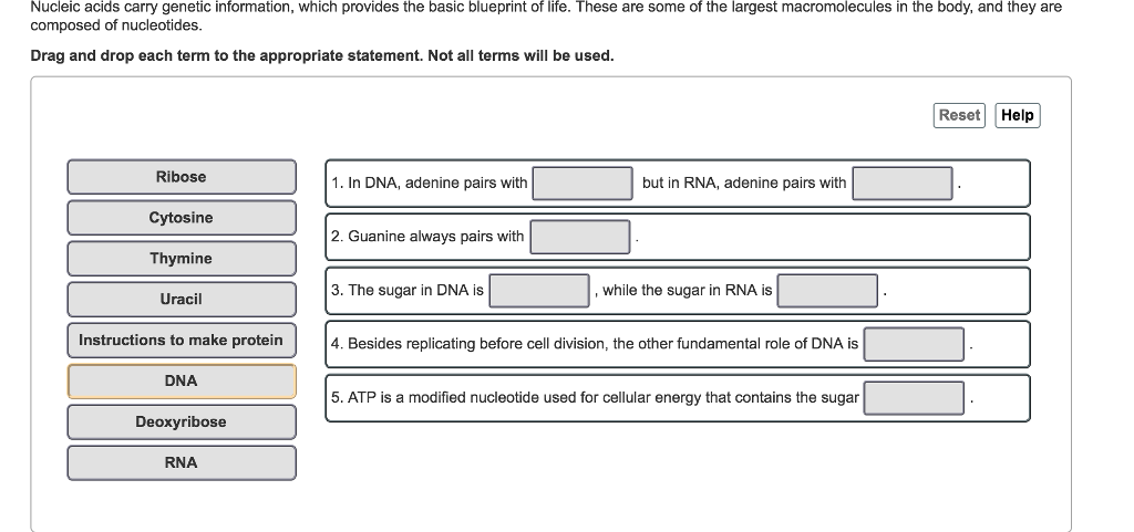 Nucleic acids carry genetic information, which | Chegg.com