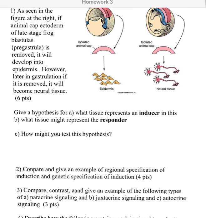 Solved As seen in the figure at the right, if animal cap