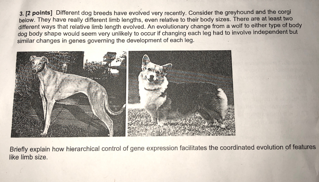 Corgi evolution sales