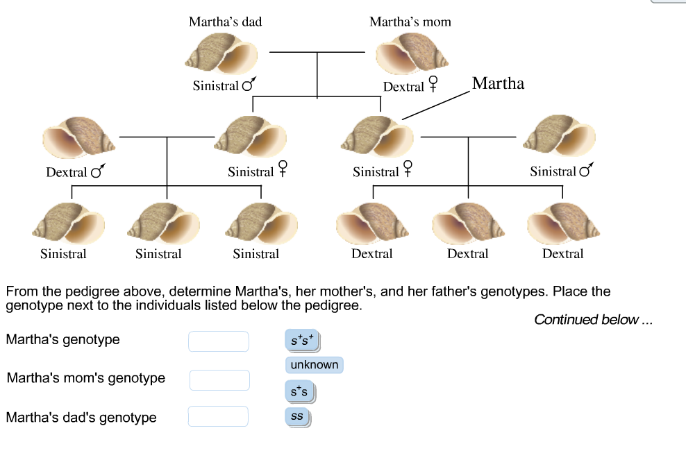 Solved Shell coiling of the snail Lymnaea peregra results | Chegg.com