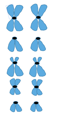 Solved Question 1) (15 pts). You are looking at a cell under | Chegg.com