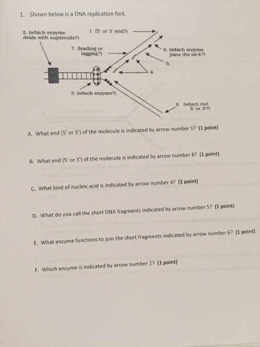 Solved Shown below is a DNA replication fork. A. What end | Chegg.com