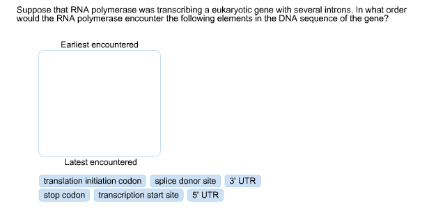 Solved Suppose that RNA polymerase was transcribing a | Chegg.com