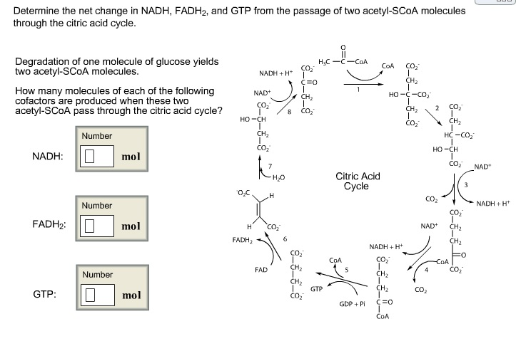 Solved Determine the net change in NADH, FADH2, and GTP from | Chegg.com
