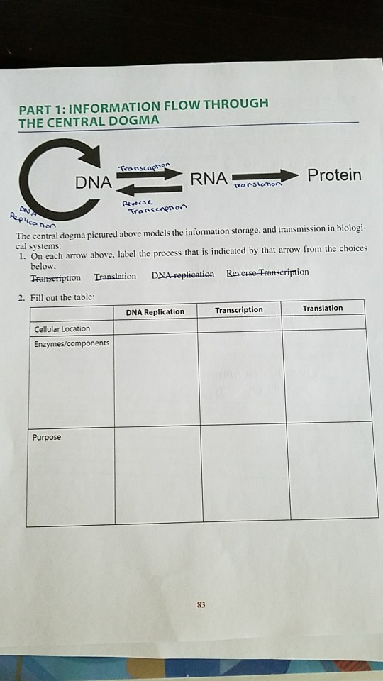 Solved The central dogma pictured above models the | Chegg.com