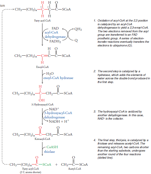 Solved BIOCHEMISTRY: The reactions present in ?-oxidation | Chegg.com