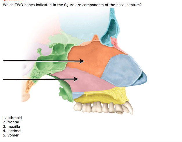 Solved Which TWO bones indicated in the figure are | Chegg.com