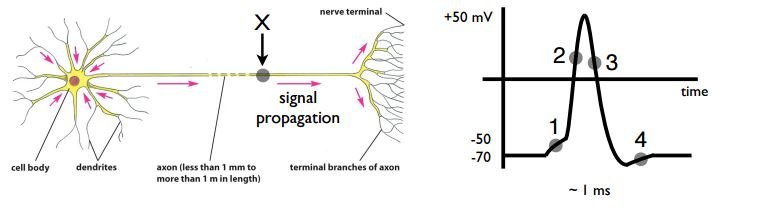 Solved An action potential propagates along an axon in the | Chegg.com