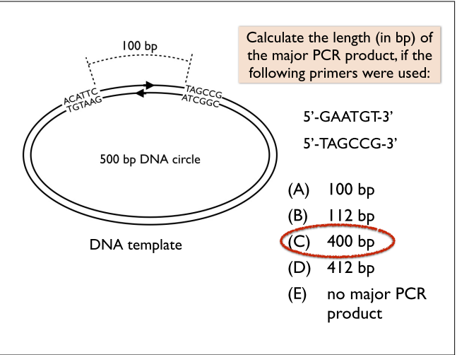 Solved Calculate the length (in bp) of the major PCR