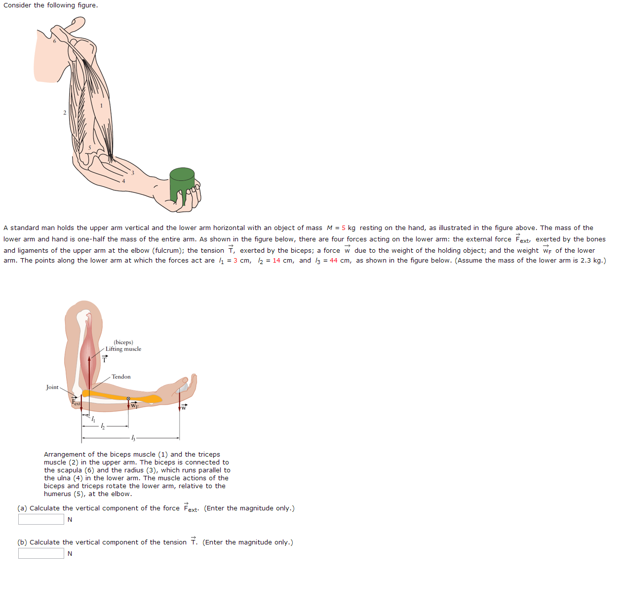 A standard man holds the upper arm vertical and the