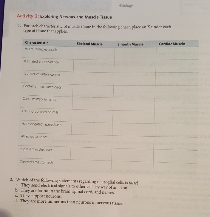 Solved Histology Activity 3: Exploring Nervous And Muscle | Chegg.com