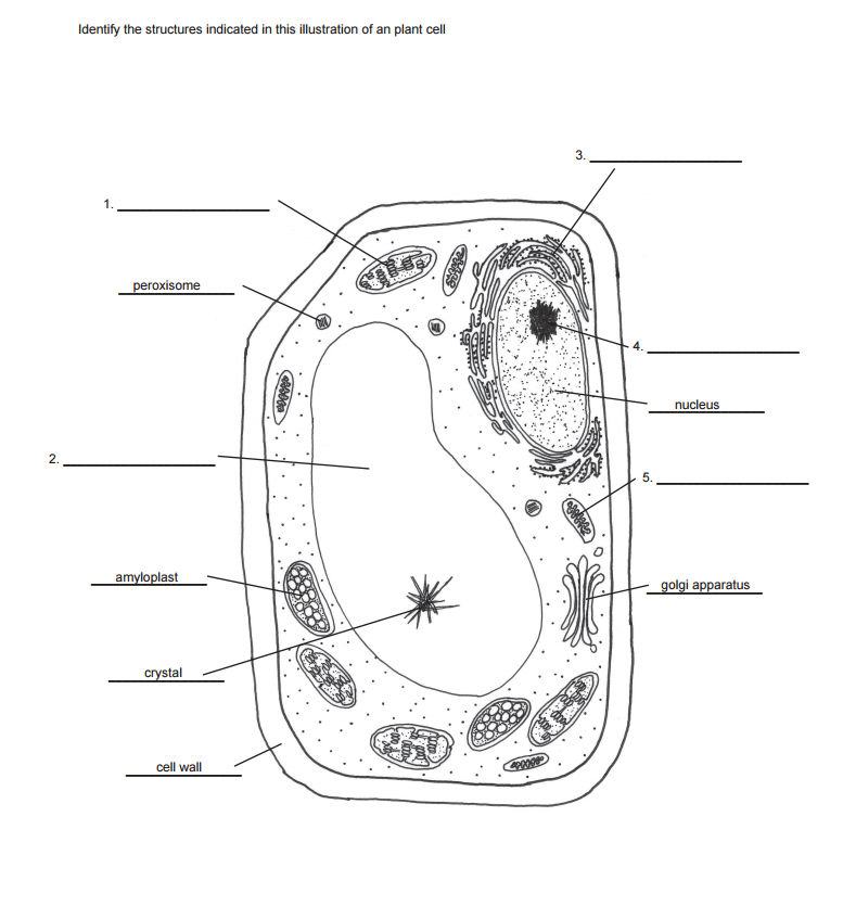 Solved Identify the structures indicated in this | Chegg.com