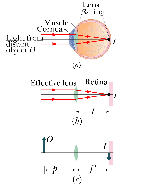 Solved The figure (a) shows the basic structure of a human | Chegg.com