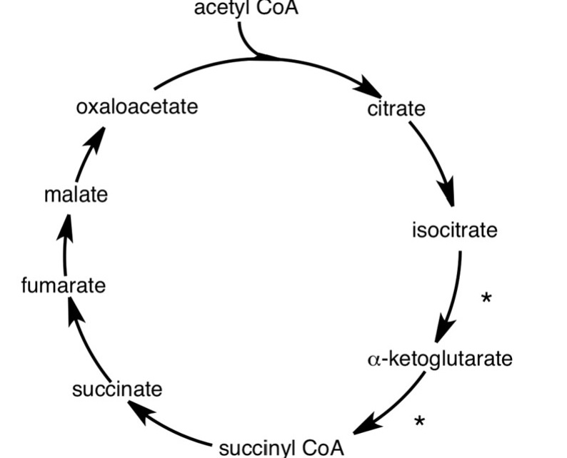 citric-acid-cycle-diagram-slideshare