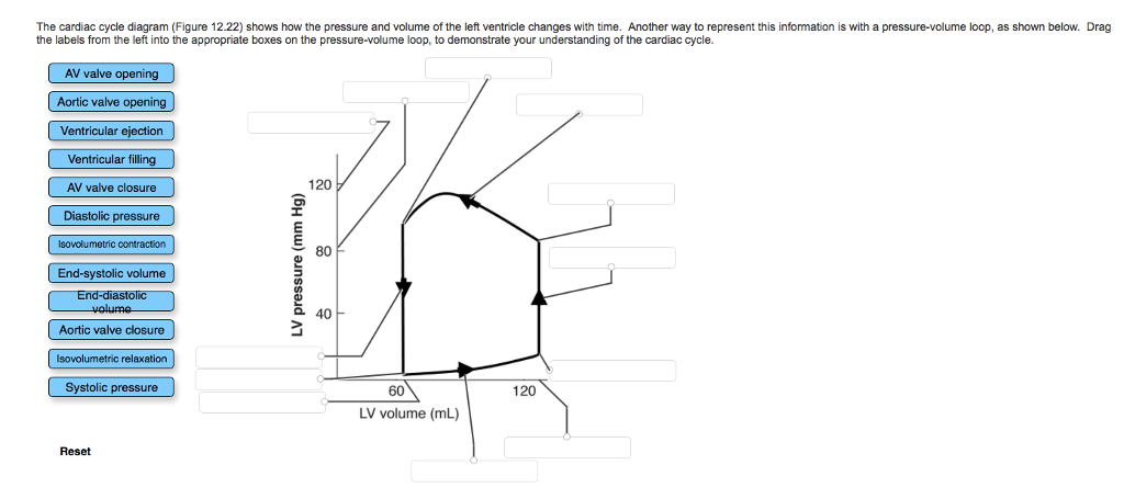Solved The cardiac cycle diagram (Figure 12.22) shows how | Chegg.com