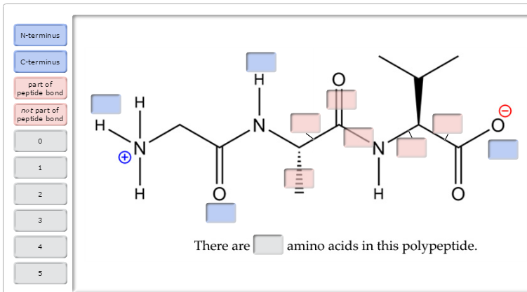 Solved A Protein Is A Large Polypeptide. Polypeptides Are | Chegg.com