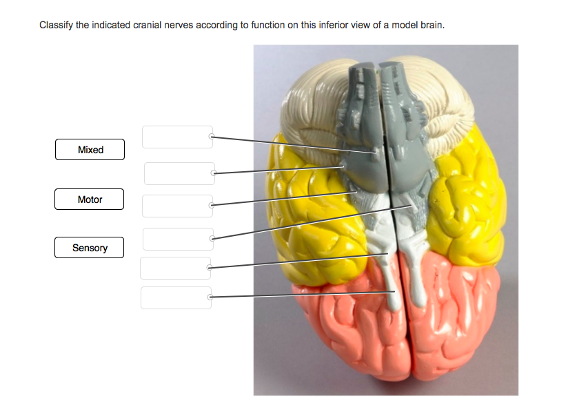 Solved: Classify The Indicated Cranial Nerves According To... | Chegg.com