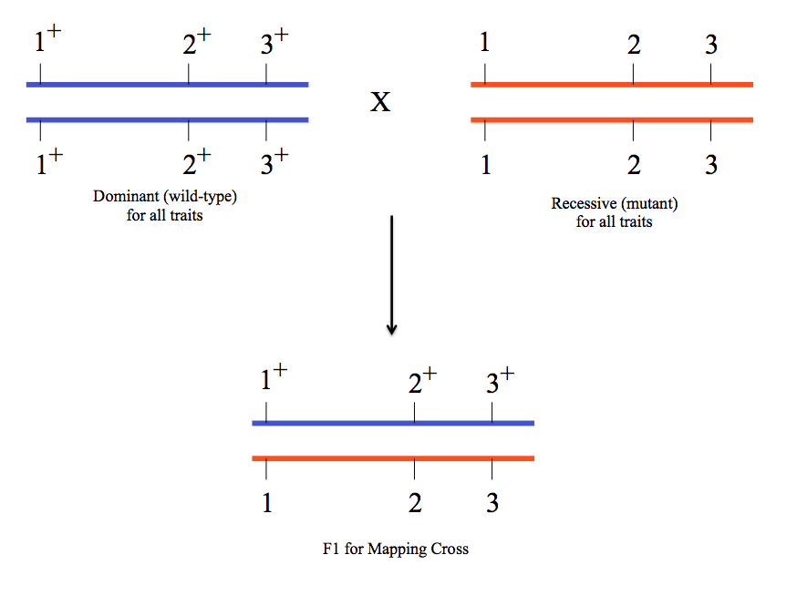 Three Point Cross Example Questions Solved concern a 3-point mapping cross involving the genes | Chegg.com