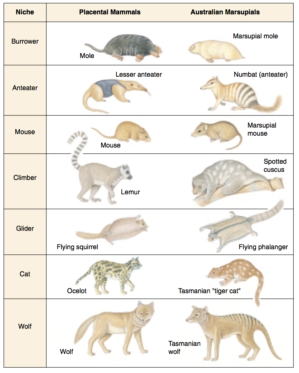 Marsupials Mammals Examples