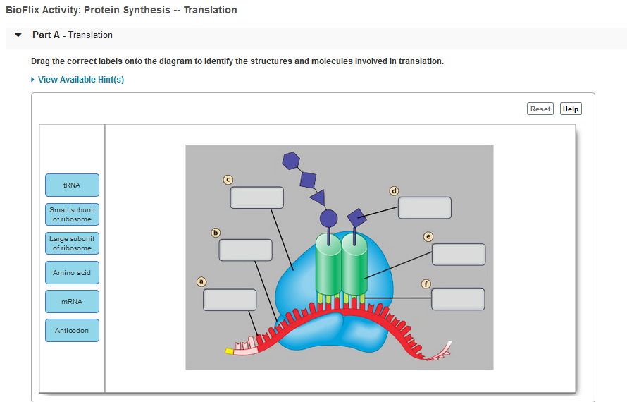 solved-bioflix-activity-protein-synthesis-translation-part-chegg