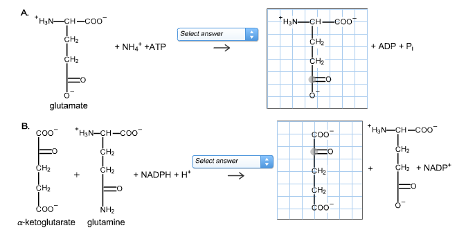 Дана схема превращений n2 x nh4 2so4 nh4cl