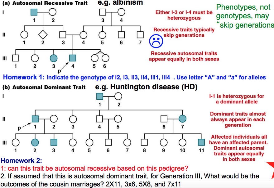 can-a-recessive-trait-be-on-the-y-chromosome-solved-if-83