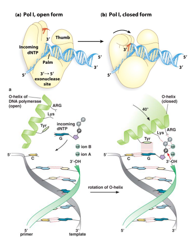 Solved Why does polymerase 1 open and close? what is the | Chegg.com