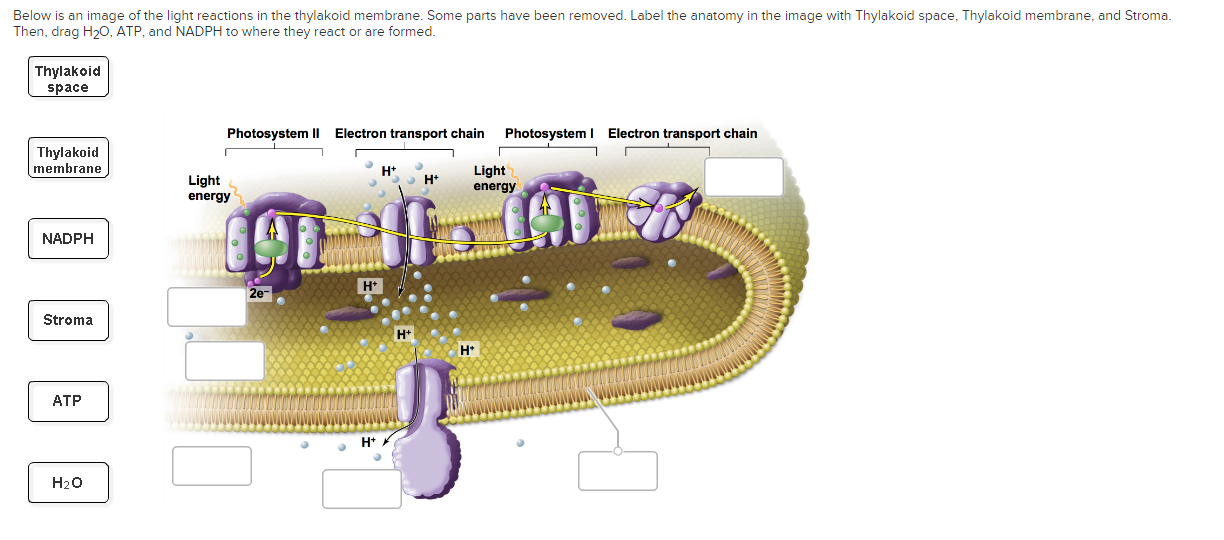 solved-below-is-an-image-of-the-light-reactions-in-the-chegg