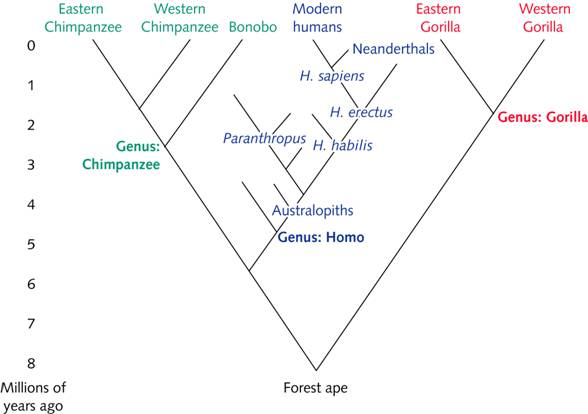 Solved Circle all that correctly describe the phylogenetic | Chegg.com