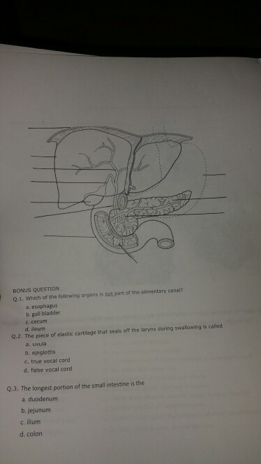 Solved Which Of The Following Organs Is Not Part Of The | Chegg.com