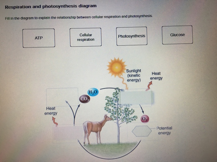 Solved: Fill In The Diagram To Explain The Relationship Be... | Chegg.com