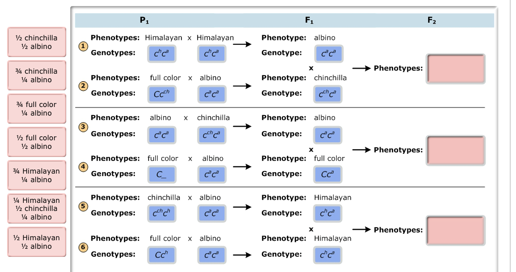 Solved In Rabbits A Series Of Multiple Alleles Controls Chegg