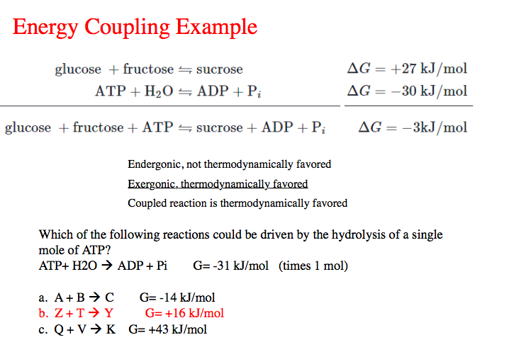Atp To Adp Plus Pi Is An Example Of What Reaction Wasfa Blog
