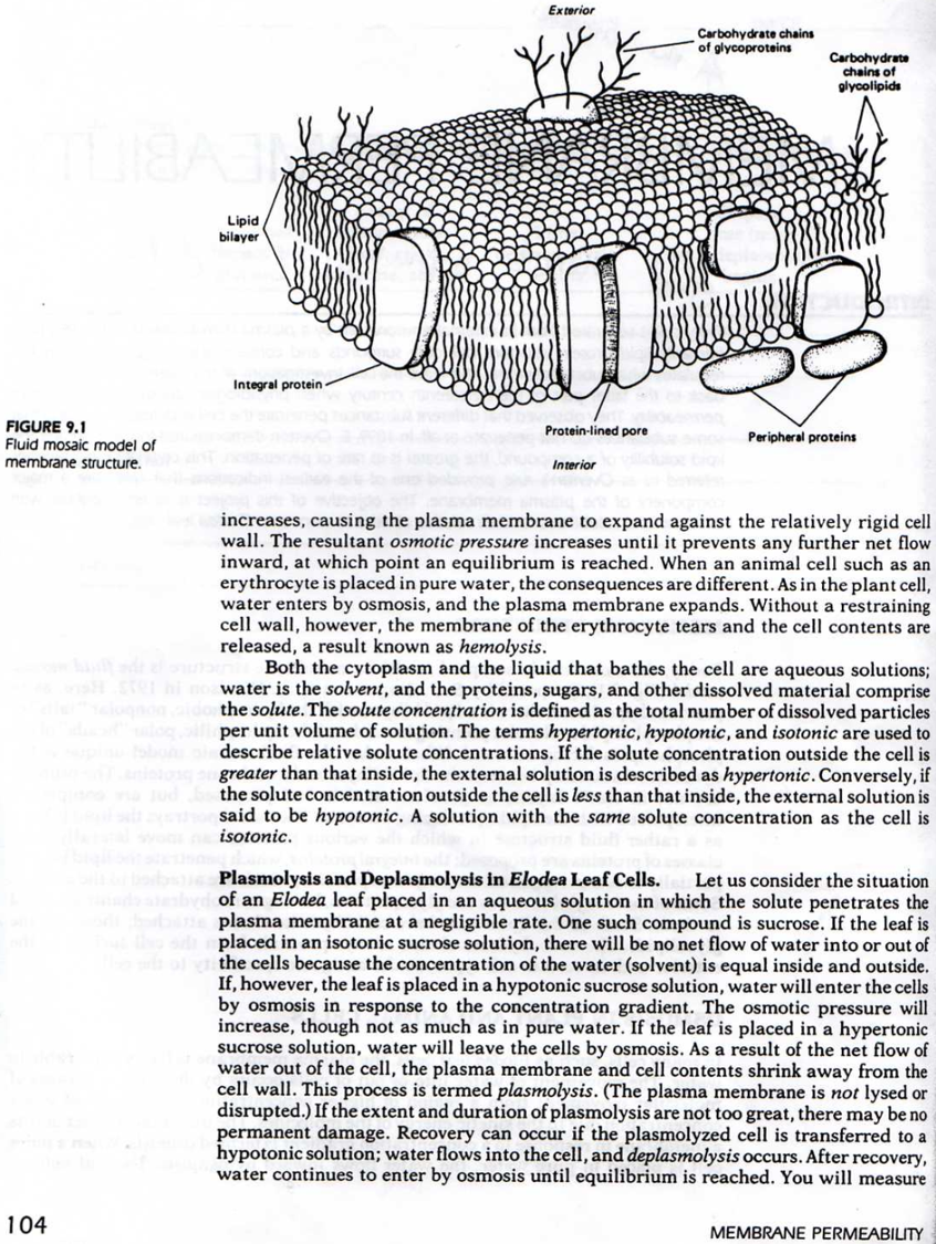 Solved MEMBRANE PERMEABILITY RODUCTION Every cell is | Chegg.com