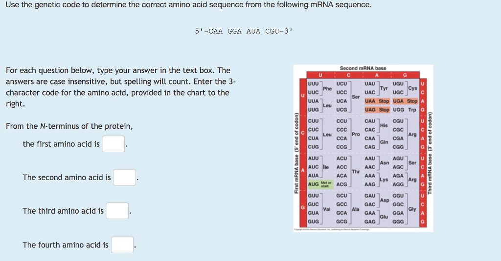 amino acid sequence from mrna