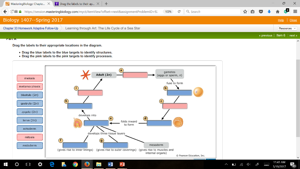 Learning Through Art The Life Cycle Of A Sea Star