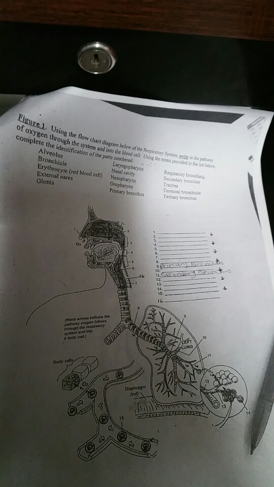 Solved Ing The Flow Chart Diagram Below Of The Repiratory Chegg